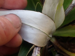 Celmisia holosericea