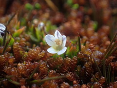 Euphrasia integrifolia