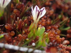Euphrasia integrifolia