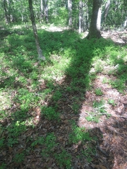 Vaccinium tenellum