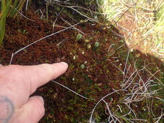 Euphrasia integrifolia