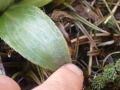 Celmisia holosericea