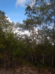 Banksia dentata