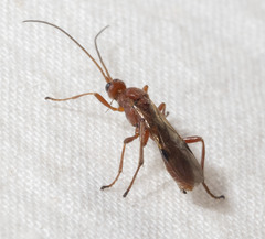 Rogadinae