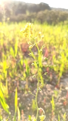Camelina