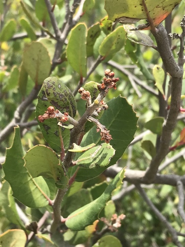 Rhus integrifolia