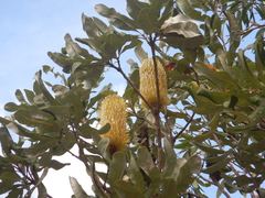 Banksia dentata