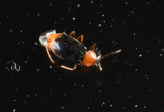 Ebaeus