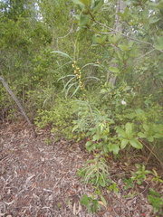 Acacia simsii