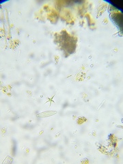 Tetradesmus lagerheimii