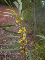 Acacia simsii