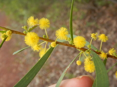 Acacia simsii