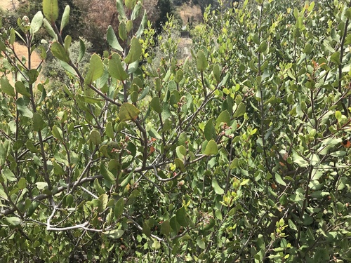 Rhus integrifolia