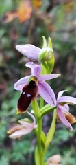 Ophrys lunulata