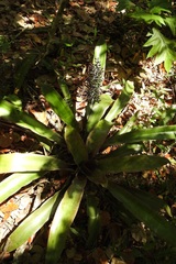 Aechmea mexicana