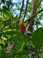 Costus montanus