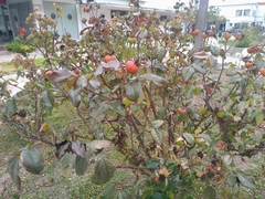 Rosa chinensis