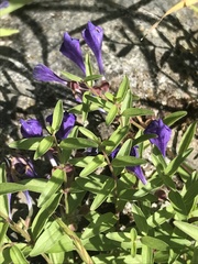 Scutellaria angustifolia
