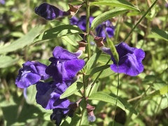 Scutellaria angustifolia