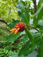 Costus montanus