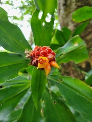 Costus montanus
