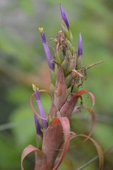Tillandsia belloensis