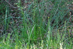 Carex tetrastachya