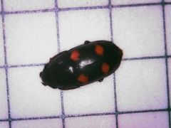 Glischrochilus obtusus