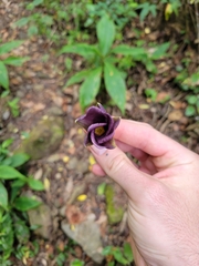 Mandevilla veraguasensis