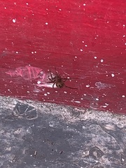 Araneae