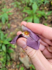 Mandevilla veraguasensis