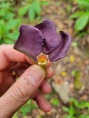 Mandevilla veraguasensis