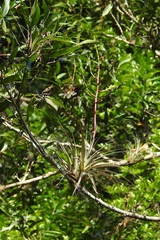 Tillandsia elusiva