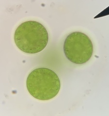 Chlorella