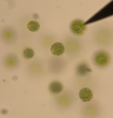 Chlorella