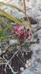 Anthyllis vulneraria rubriflora