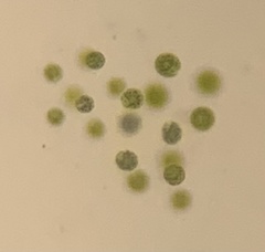 Chlorella