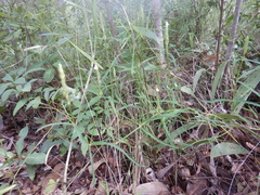 Rostellularia adscendens