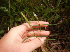 Rostellularia adscendens