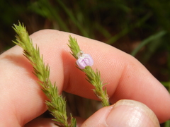 Rostellularia adscendens