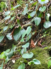 Peperomia maculosa