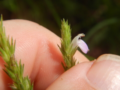 Rostellularia adscendens