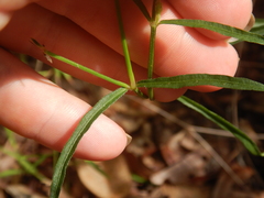 Rostellularia adscendens
