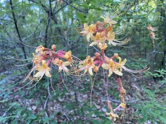 Rhododendron austrinum