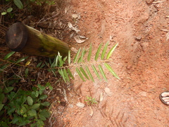 Helicteres angustifolia