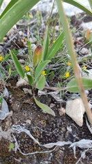 Anthyllis vulneraria rubriflora