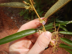 Helicteres angustifolia