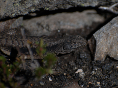 Liolaemus villaricensis