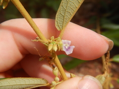 Helicteres angustifolia
