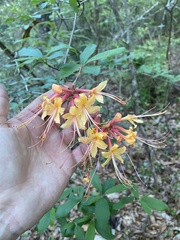 Rhododendron austrinum